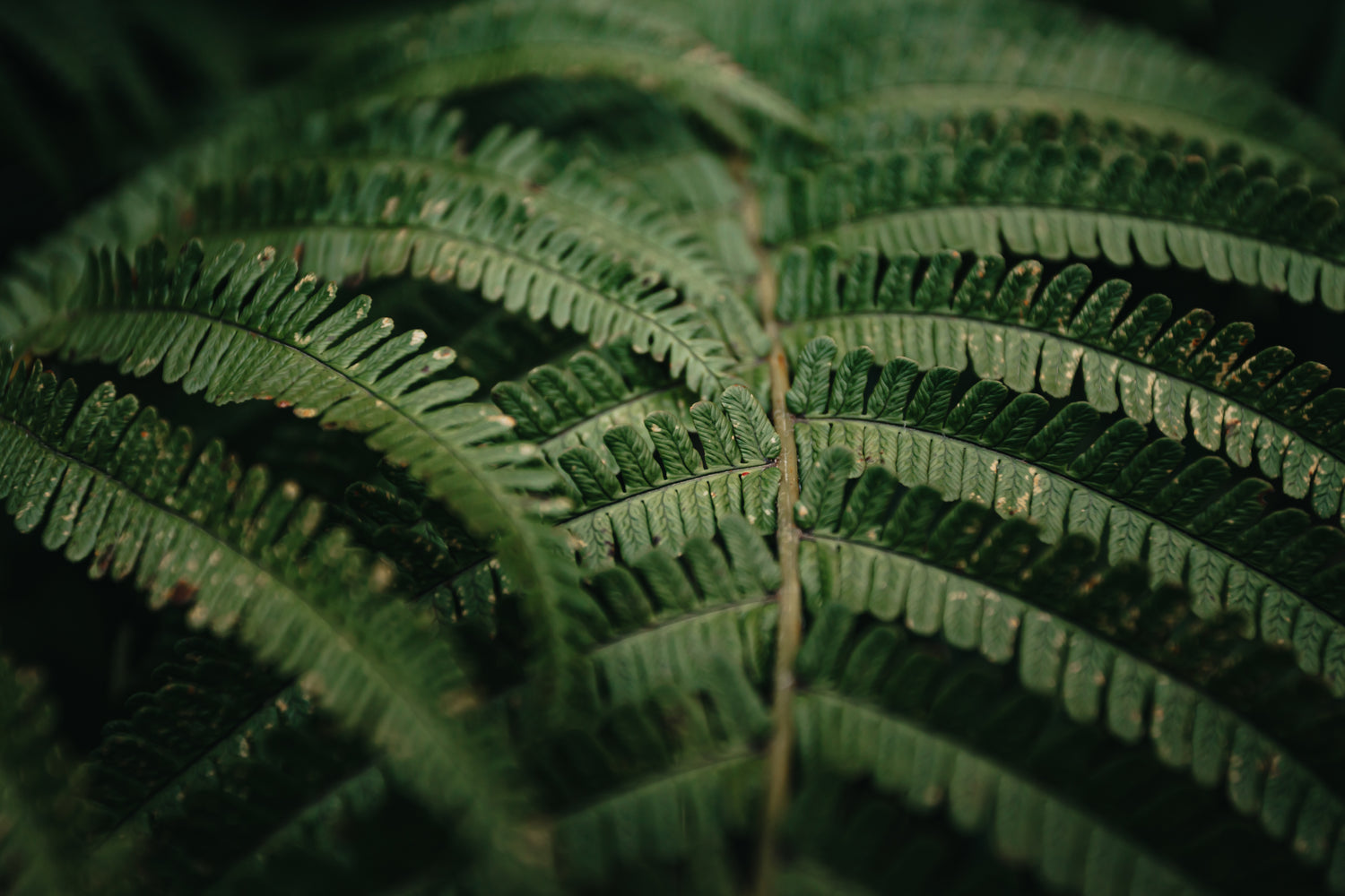 a-close-up-view-of-a-fern-outdoors