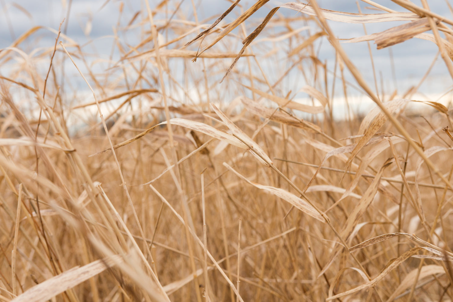 dead-grass-field