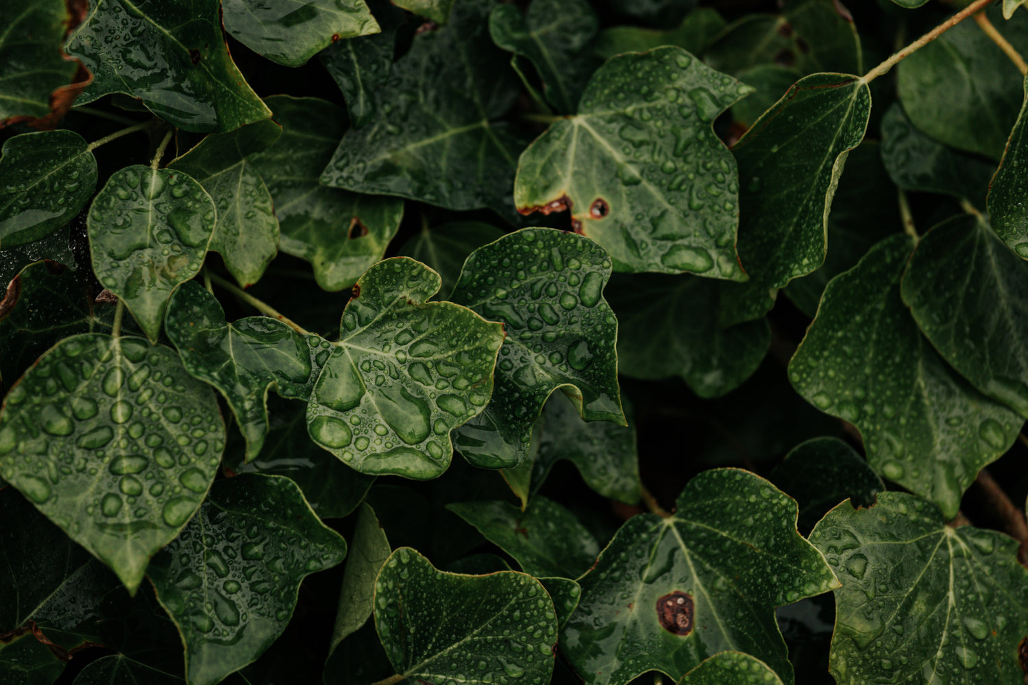 fresh-rainfall-on-green-leaves